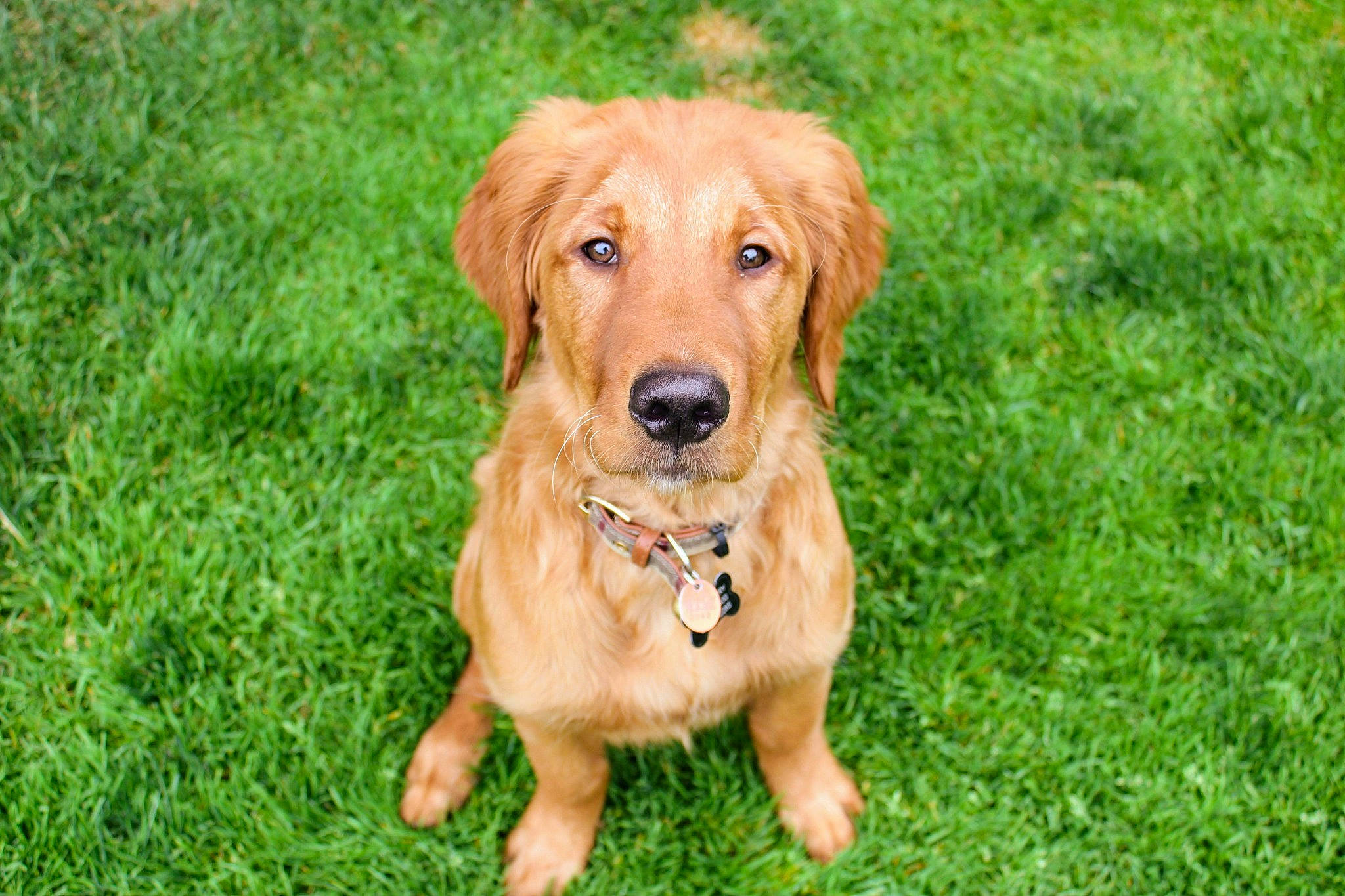 Doug joined the competition — help win amazing prizes! canidae, carnivore, companion_dog, dog, dog_breed, fawn, grass, grassland, groundcover, gun_dog, hunting_dog, liver, plant, snout, sporting_group, terrestrial_animal, wildlife, working_animal