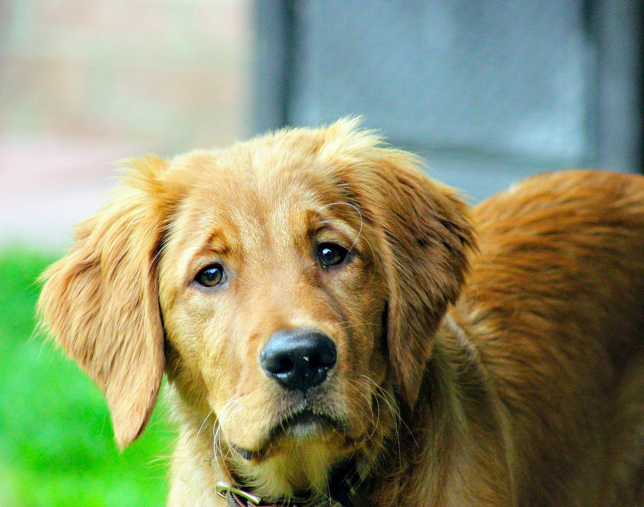 Doug joined the competition — help win amazing prizes! canidae, carnivore, companion_dog, dog, dog_breed, eye, fawn, fur, golden_retriever, grass, gun_dog, plant, puppy, retriever, snout, sporting_group, terrestrial_animal, tree, whiskers, wildlife