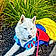 Snowwhite