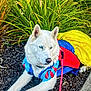 dog, white_dog, blue_eyes, costume, snow_white_costume, yellow_skirt, red_and_blue_bodice, leash, mulch, green_plants, flower, outdoor, pet, animal, lying_down, portrait, cute, canine, nature, fairy_tale
