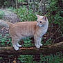 animal, cat, daylight, feline, forest, fur, greenery, leaves, log, mammal, nature, orange_tabby, outdoor, pet, side_view, standing, tree, walking, whiskers, wildlife