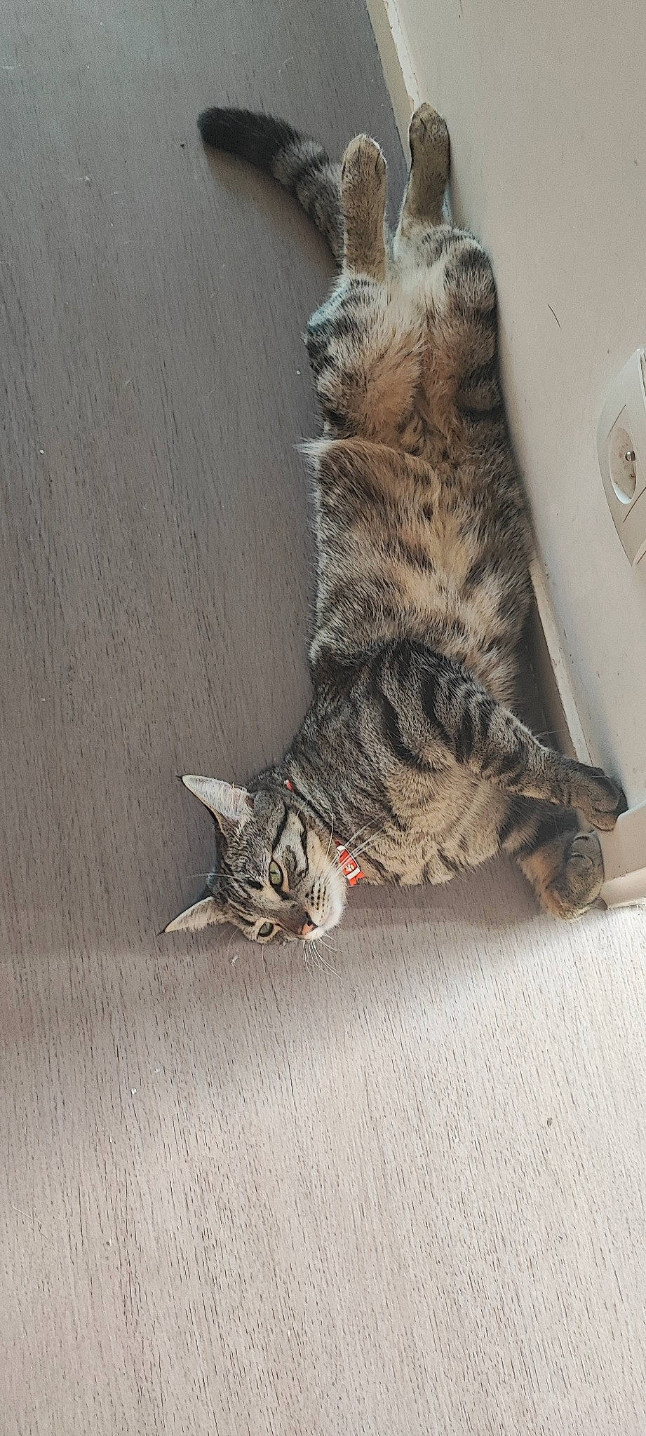 Salamèche participe au concours pour gagner de l'argent avec cette photo : carnivore, cat, claw, domestic_short_haired_cat, felidae, fur, grey, paw, small_to_medium_sized_cats, snout, tail, terrestrial_animal, wall_plate, whiskers