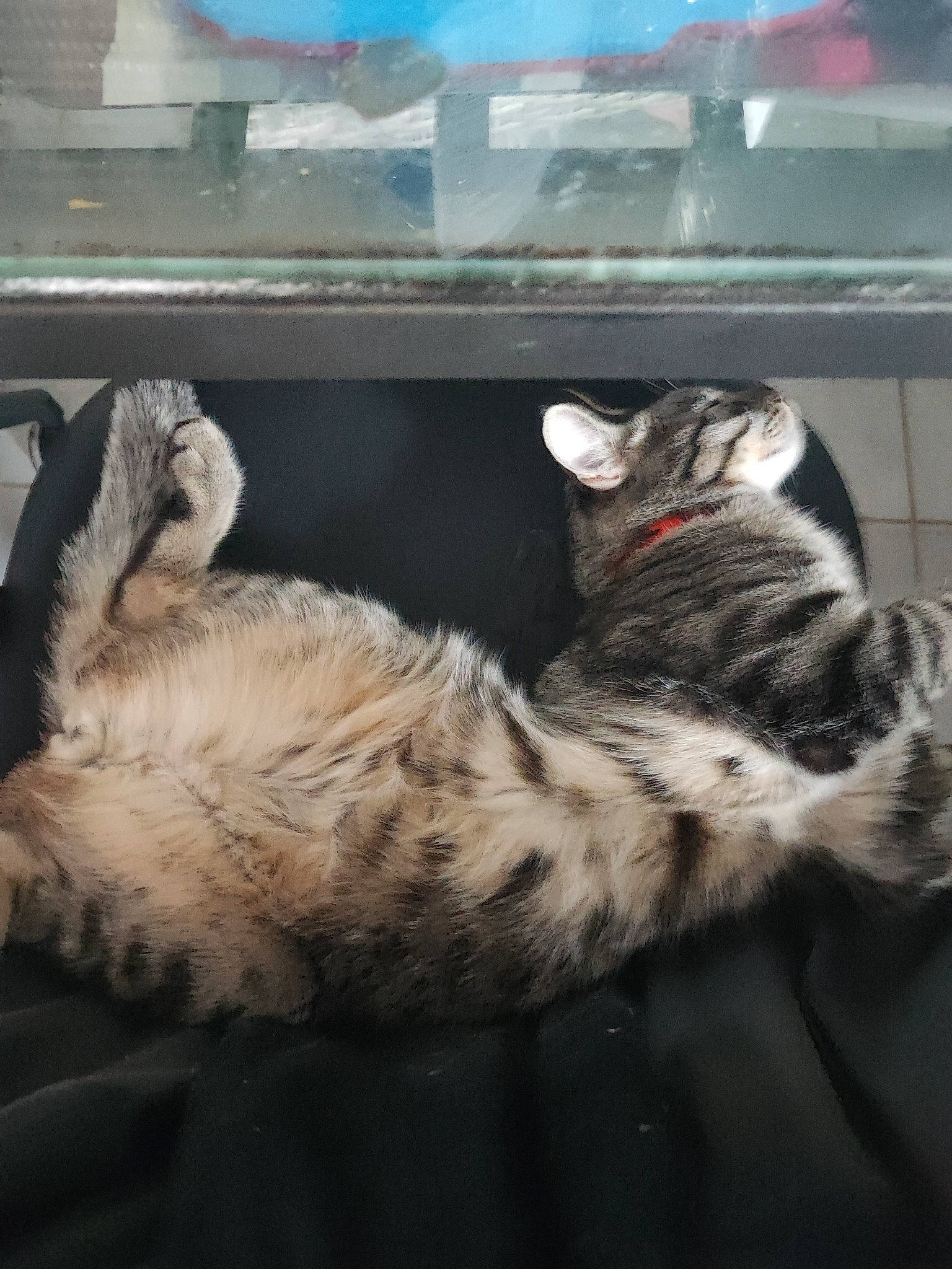 Salamèche participe au concours pour gagner de l'argent avec cette photo : carnivore, cat, claw, comfort, dog_breed, domestic_short_haired_cat, felidae, fur, paw, small_to_medium_sized_cats, snout, sporting_group, tail, terrestrial_animal, whiskers