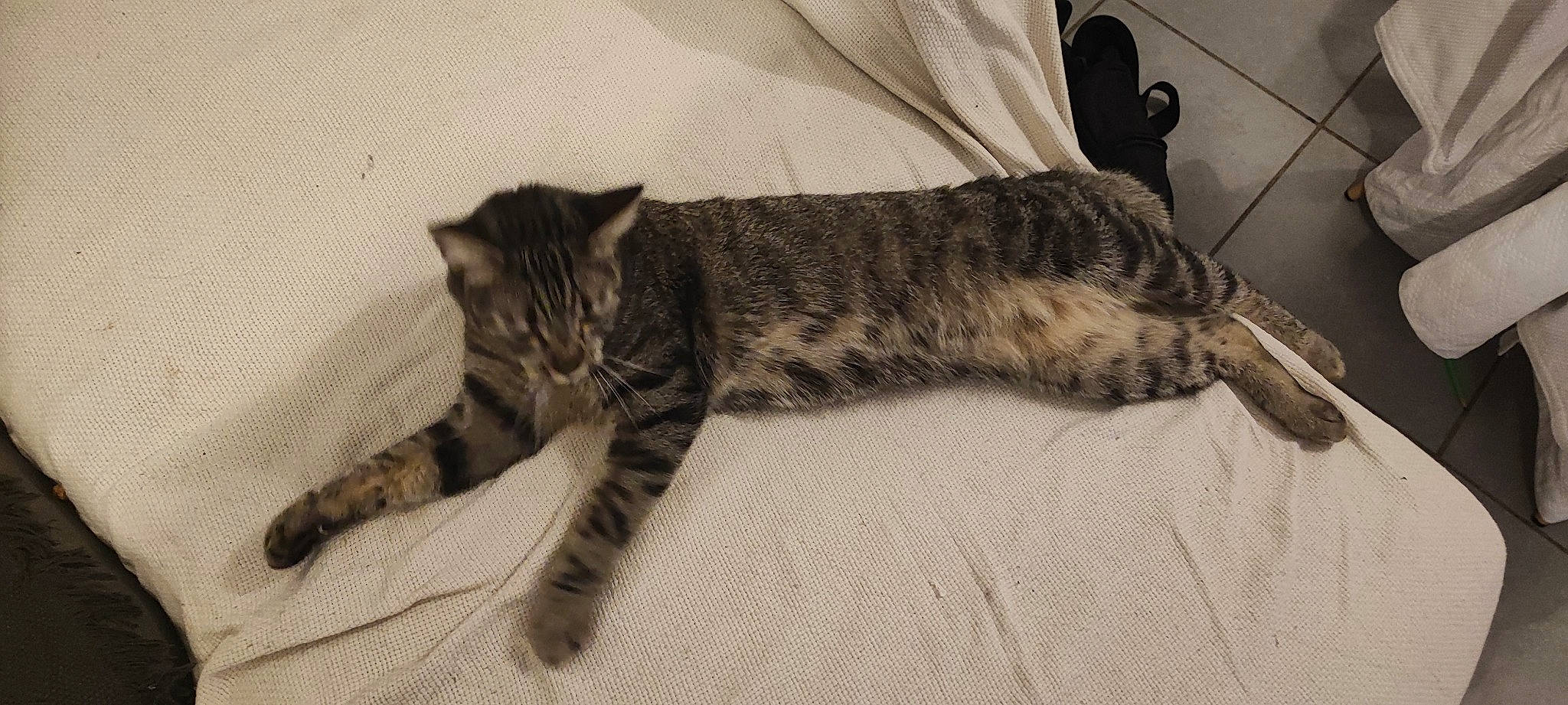 Salamèche participe au concours pour gagner de l'argent avec cette photo : carnivore, cat, claw, comfort, domestic_short_haired_cat, felidae, fur, paw, small_to_medium_sized_cats, snout, tail, terrestrial_animal, whiskers, wildlife