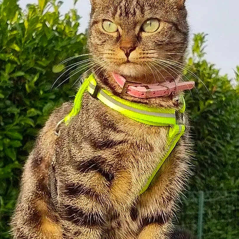 Mimi a rejoint le concours — aidez-le/la à gagner de superbes lots ! abyssinian, angora, animal, art, cat, corrosion, egyptiancat, hardwood, harness, kitten, manx, ocelot, pet, racket, rust, sport, stainedwood, tennis, tennisracket, wood