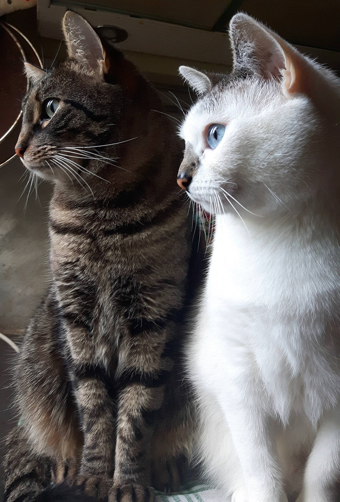 Blanca a rejoint le concours — aidez-le/la à gagner de superbes lots ! american_wirehair, asian, carnivore, cat, claw, domestic_short_haired_cat, european_shorthair, felidae, fur, kitten, mammal, ojos_azules, polydactyl_cat, small_to_medium_sized_cats, snout, tabby_cat, vertebrate, whiskers