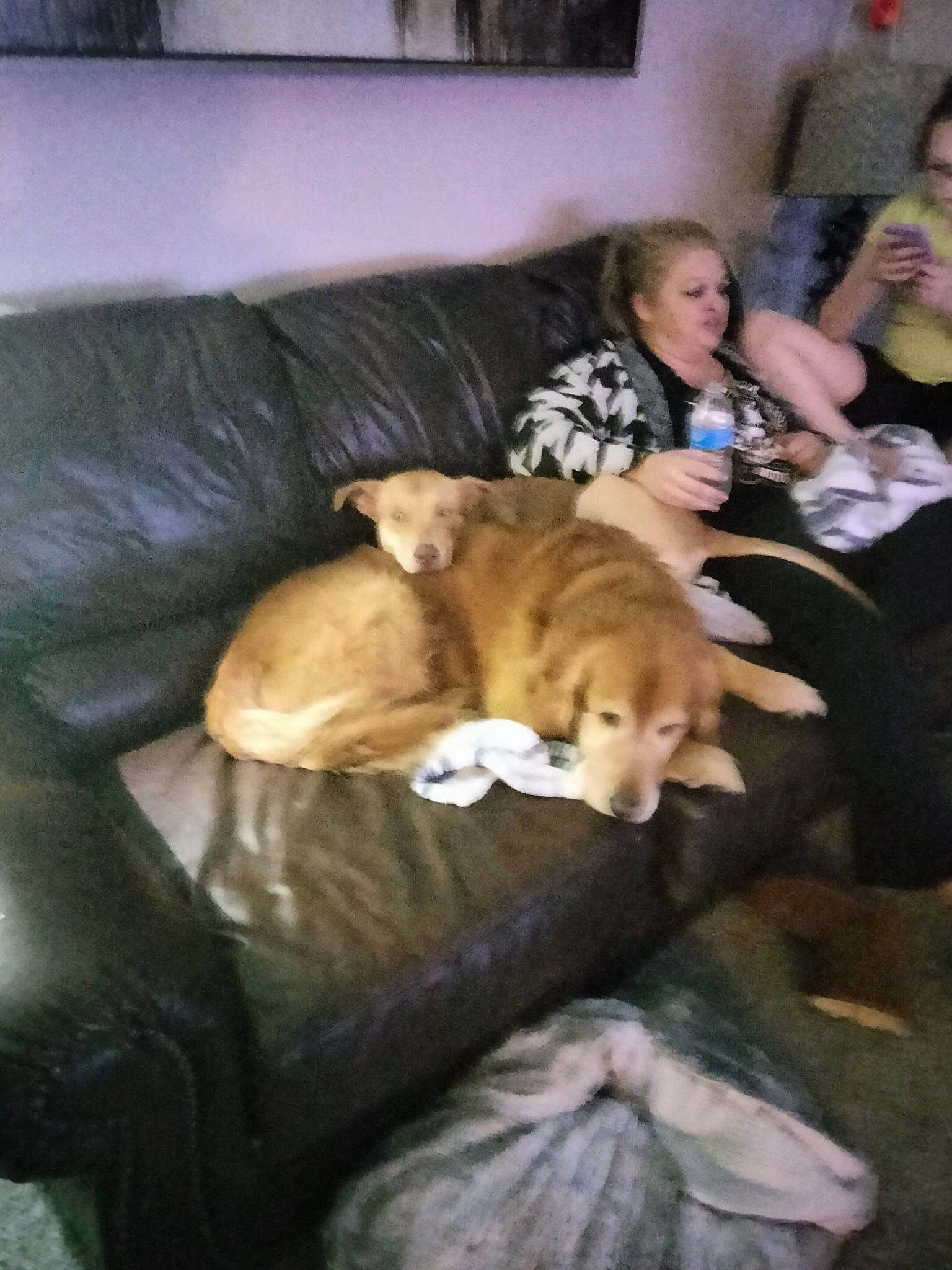 Cooper joined the competition — help win amazing prizes! canidae, carnivore, comfort, companion_dog, couch, dog, dog_breed, event, fawn, fur, lap, living_room, nap, non_sporting_group, picture_frame, room, sitting, sporting_group