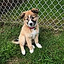 Princess Leia is registered to the contest to win money with this photo: animal, chain_link_fence, collar, curious, cute, dog, ears, fluffy, fur, grass, green, nature, outdoor, pet, portrait, puppy, sitting, tail, white_paws, young