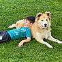 animal, boy, canine, casual_clothing, child, collar, companion, dog, friendship, fur, grass, greenery, happy, laying_down, nature, outdoor, pet, playful, relaxed, summer