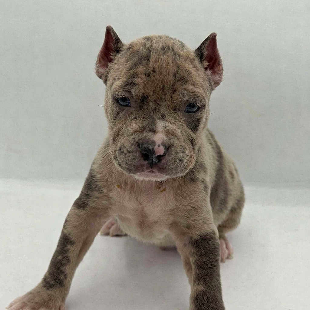 Dasher a rejoint le concours — aidez-le/la à gagner de superbes lots ! adorable, animal, black_spots, brown, canine, cute, dog, ears, front_view, fur, looking_at_camera, mammal, paws, pet, puppy, short_fur, small, standing, white_background, young_animal