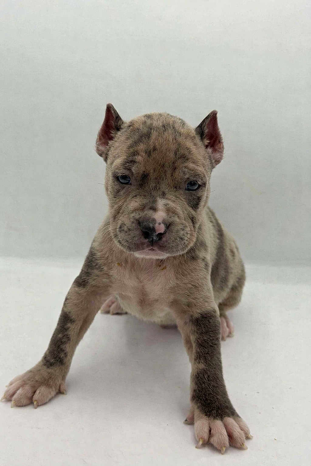 Dasher a rejoint le concours — aidez-le/la à gagner de superbes lots ! puppy, dog, young_animal, pet, cute, small, fur, ears, paws, animal, mammal, standing, front_view, white_background, canine, adorable, looking_at_camera, short_fur, brown, black_spots