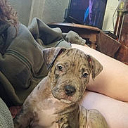 Dasher a rejoint le concours — aidez-le/la à gagner de superbes lots ! puppy, dog, brindle, indoor, blanket, person, legs, television, furniture, couch, cozy, relaxed, pet, canine, young, cute, animal, domestic, snuggle, companion