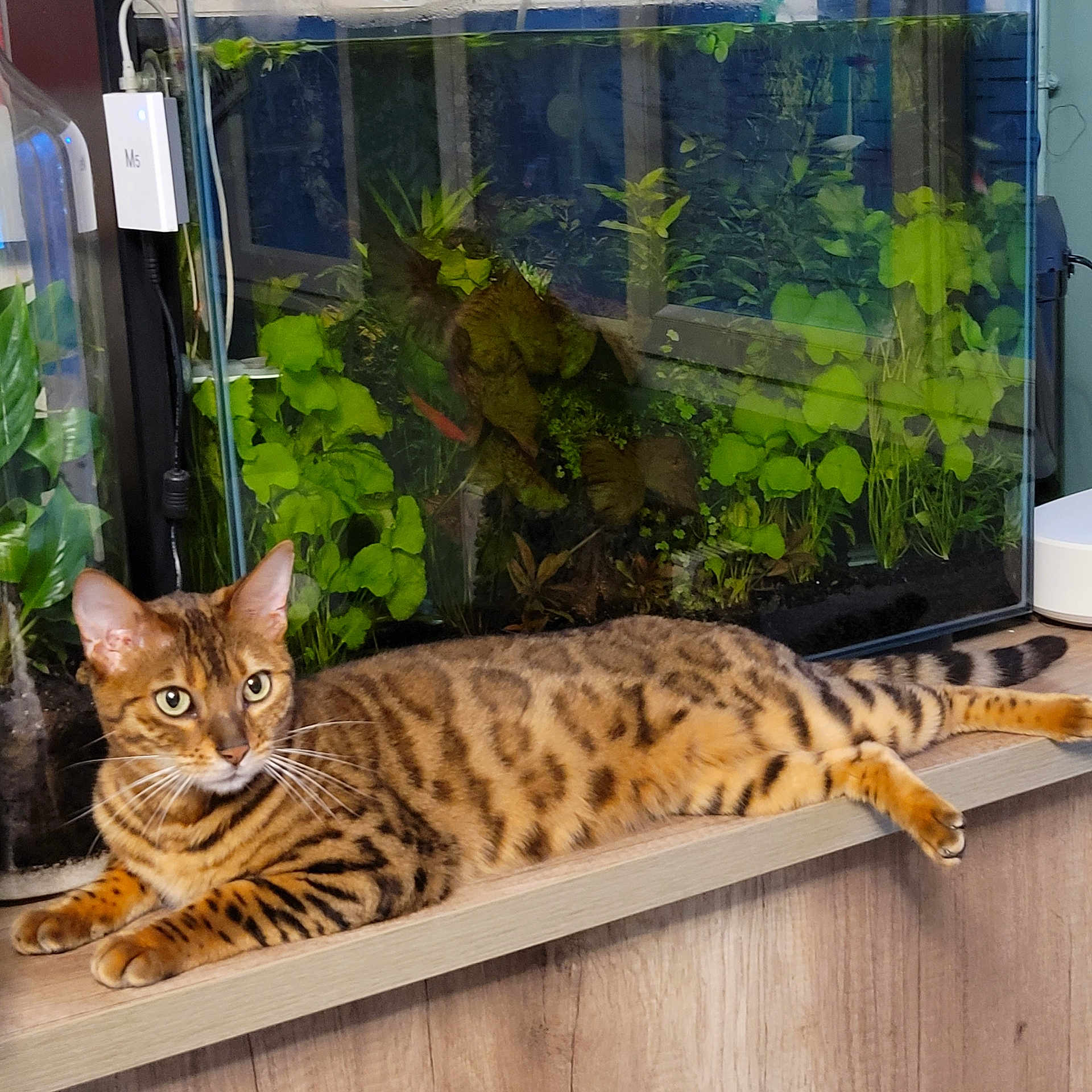 Shanghai a rejoint le concours — aidez-le/la à gagner de superbes lots ! abyssinian, animal, aquarium, cat, fish, herbal, herbs, jar, kitten, leaf, manx, ocelot, pet, plant, planter, sealife, water, window, windowsill, wood