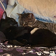 Jackson joined the competition — help win amazing prizes! bed, bedroom, black_cat, blanket, cat, cats, cozy, cuddling, ears, fur, indoors, pet_photography, pets, pillows, relaxed, resting, sleeping, striped_fur, tabby_cat, whiskers