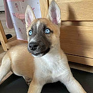 Ezra participe au concours pour gagner de l'argent avec cette photo : puppy, dog, blue_eyes, indoor, wooden_furniture, black_surface, curious, ears_up, young_dog, pet, cute, animal, close_up, resting, light_brown_fur, white_fur, black_nose, floor, storage_box, domestic