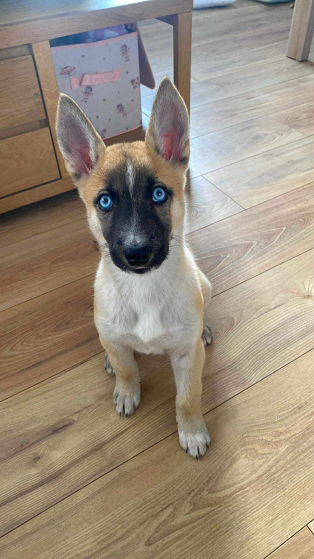 Ezra a rejoint le concours — aidez-le/la à gagner de superbes lots ! puppy, dog, blue_eyes, indoor, wooden_floor, ears_up, pet, animal, cute, young_dog, sitting, looking_at_camera, fur, canine, domestic_animal, flooring, home, furniture, attention, adorable