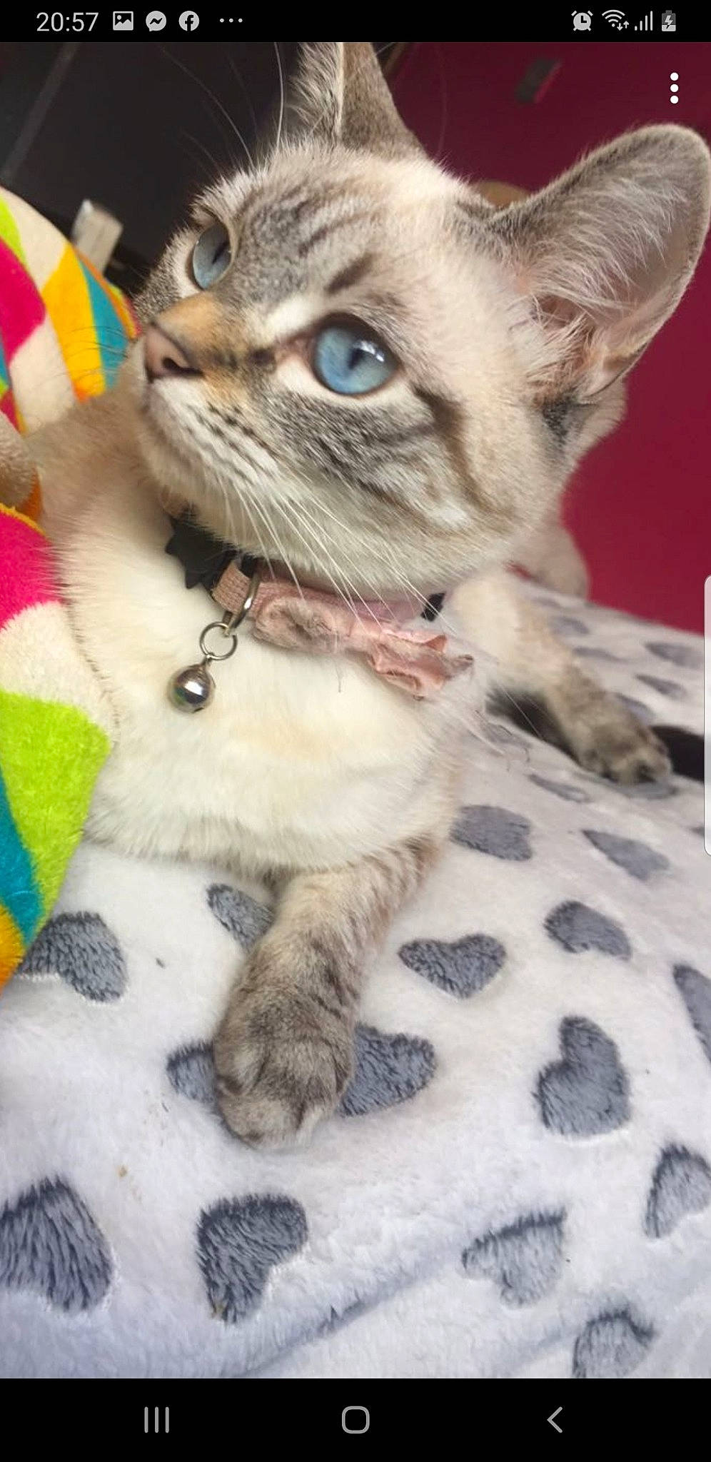 Mya a rejoint le concours — aidez-le/la à gagner de superbes lots ! carnivore, cat, claw, collar, comfort, domestic_short_haired_cat, fawn, felidae, fur, iris, pattern, paw, pet_supply, small_to_medium_sized_cats, snout, terrestrial_animal, whiskers, wildlife