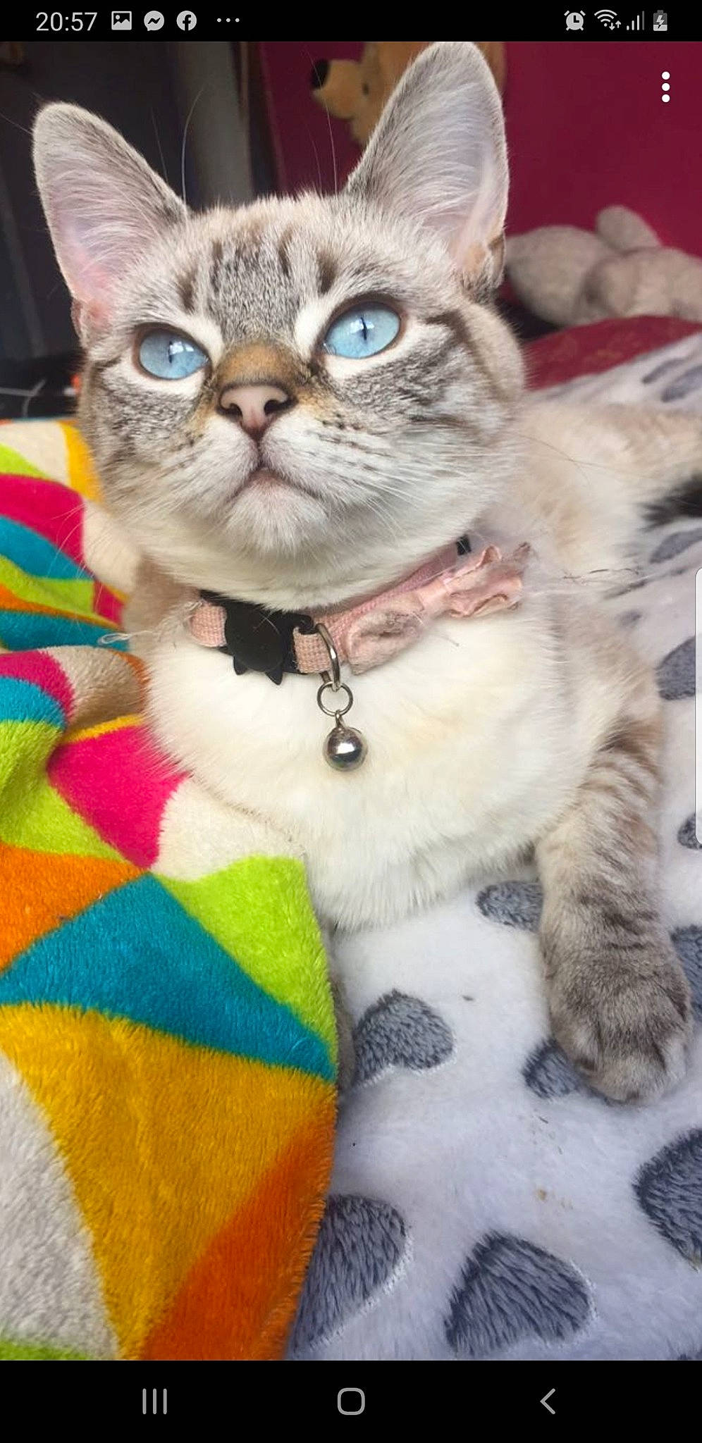 Mya participe au concours pour gagner de l'argent avec cette photo : bow_tie, carnivore, cat, cat_supply, collar, domestic_short_haired_cat, event, fashion_accessory, fawn, felidae, fur, glasses, leash, pattern, paw, pet_supply, small_to_medium_sized_cats, snout, tail, whiskers