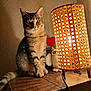 abyssinian, animal, cat, chair, floorlamp, furniture, hardwood, kitten, lamp, lampshade, manx, pet, stainedwood, tablelamp, wood