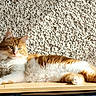 Krispy participe au concours pour gagner de l'argent avec cette photo : animal, cat, close_up, cute, domestic_animal, feline, fluffy, fur, green_eyes, indoor, lounging, orange_cat, pet, relaxed, resting, sunlight, texture, wall, white_cat, wooden_surface