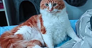Krispy a rejoint le concours — aidez-le/la à gagner de superbes lots ! animal, bed, blanket, cat, cozy, cute, cute_pet, domestic_cat, feline, fluffy, fur, green_eyes, indoor, orange_cat, pet, relaxed, resting, sleepy, whiskers, white_cat