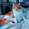 animal, bed, blanket, cat, cozy, cute, cute_pet, domestic_cat, feline, fluffy, fur, green_eyes, indoor, orange_cat, pet, relaxed, resting, sleepy, whiskers, white_cat