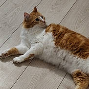 Krispy a rejoint le concours — aidez-le/la à gagner de superbes lots ! animal, cat, curious, cute, domestic_cat, ears, feline, floor, fur, indoor, lying_down, mammal, orange_cat, paws, pet, relaxed, side_view, whiskers, white_cat, wood_floor