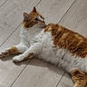 animal, cat, curious, cute, domestic_cat, ears, feline, floor, fur, indoor, lying_down, mammal, orange_cat, paws, pet, relaxed, side_view, whiskers, white_cat, wood_floor