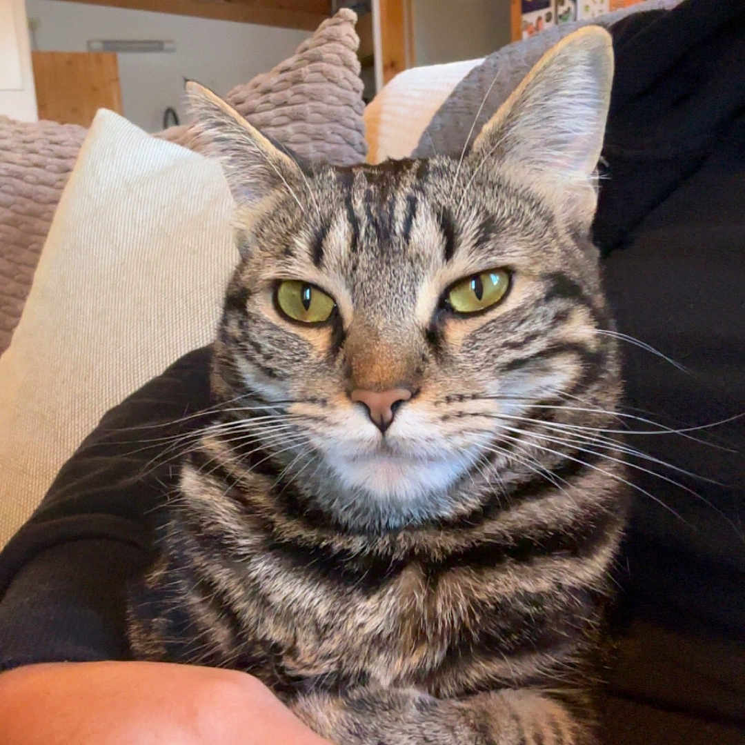 Mimi a rejoint le concours — aidez-le/la à gagner de superbes lots ! animal, cat, close_up, couch, cozy, cushion, domestic, ears, eyes, feline, fur, hand, home, indoor, person, pet, relaxed, tabby_cat, whiskers, wooden_ceiling