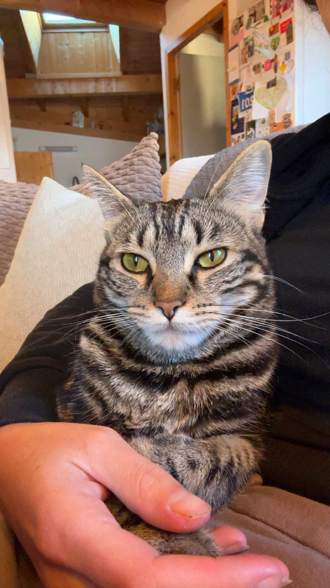 Mimi a rejoint le concours — aidez-le/la à gagner de superbes lots ! cat, tabby_cat, pet, animal, feline, close_up, hand, indoor, couch, cushion, person, cozy, wooden_ceiling, relaxed, domestic, fur, whiskers, ears, eyes, home