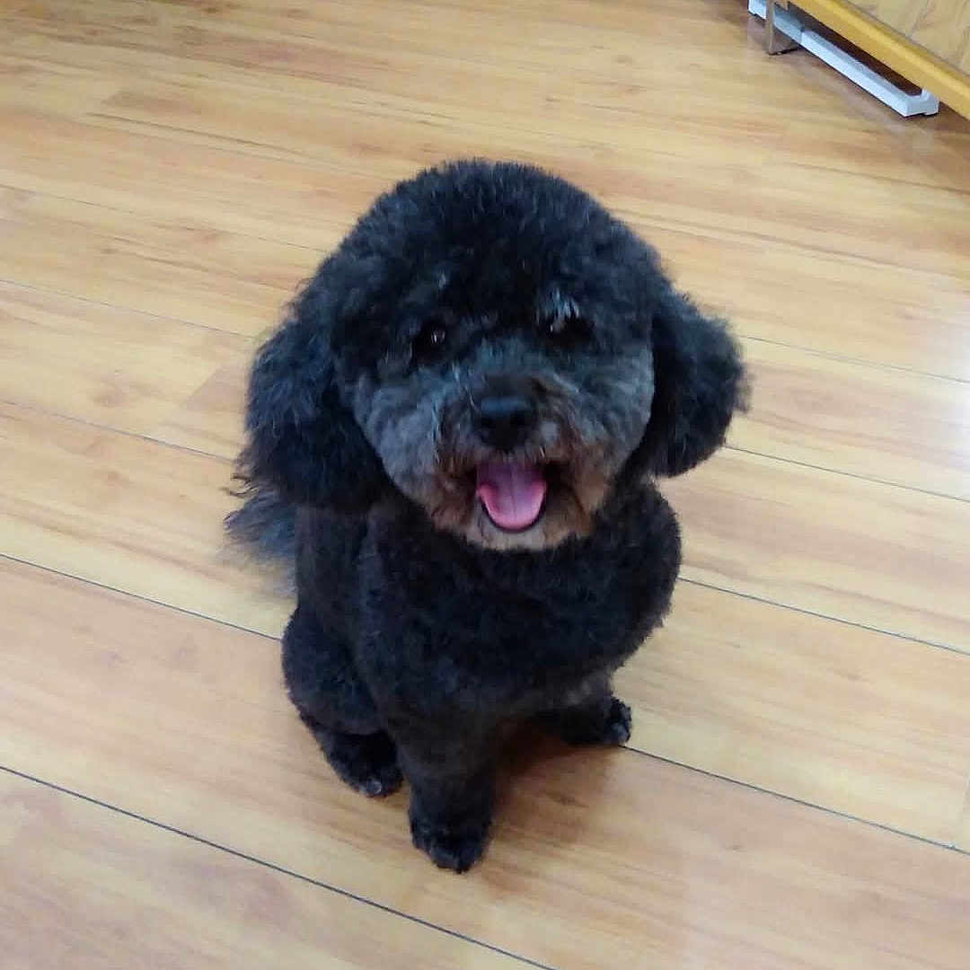 Coca a rejoint le concours — aidez-le/la à gagner de superbes lots ! adorable, animal, black_dog, canine, companion, curly_fur, cute, dog, domestic, friendly, fur, happy, indoor, pet, playful, sitting, small_dog, smiling, tongue_out, wooden_floor