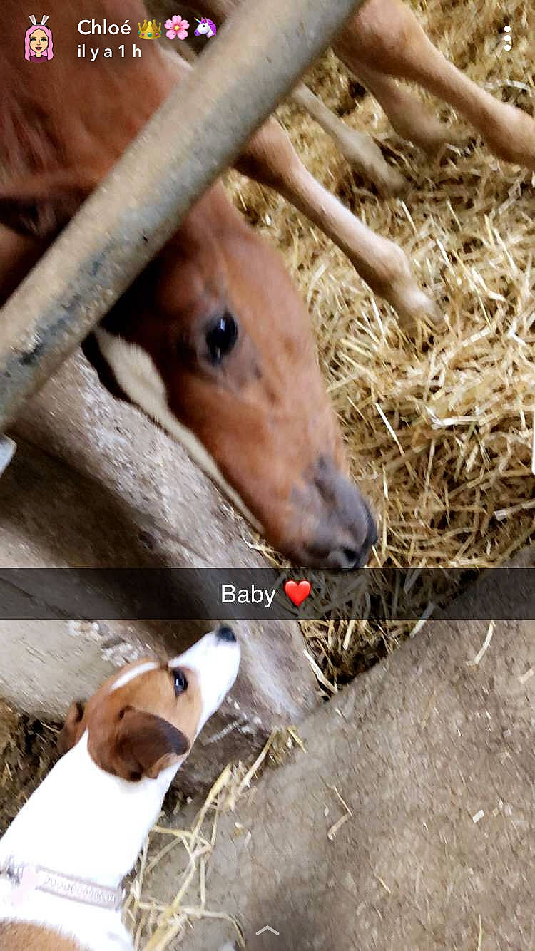 Moka a rejoint le concours — aidez-le/la à gagner de superbes lots ! adaptation, animal_shelter, dairy_cow, fawn, fence, fur, grass, hay, landscape, liver, livestock, mammal, pet_supply, snout, terrestrial_animal, vertebrate, whiskers, wildlife, wood, working_animal