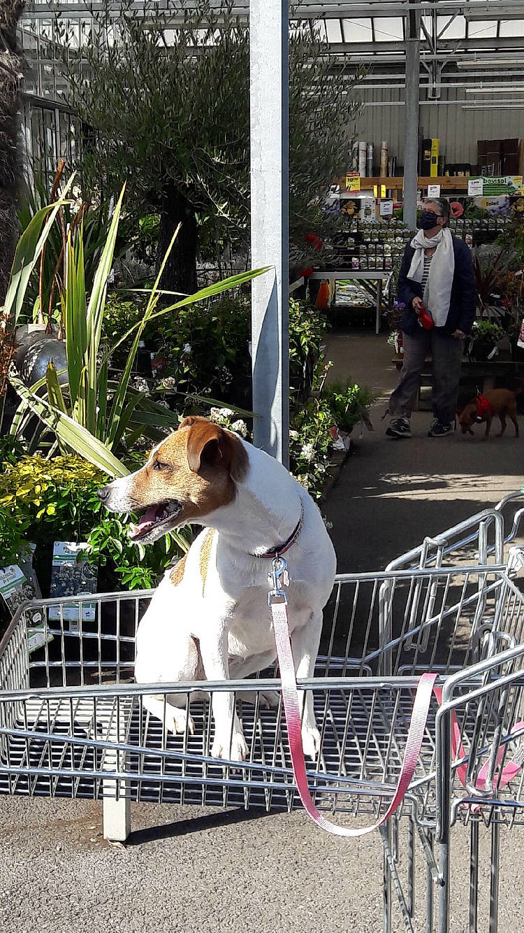 Moka participe au concours pour gagner de l'argent avec cette photo : ball, canidae, carnivore, chair, city, companion_dog, dog, dog_breed, dog_sports, fawn, fence, leash, leisure, mesh, plant, sidewalk, snout, sporting_group, street, street_fashion