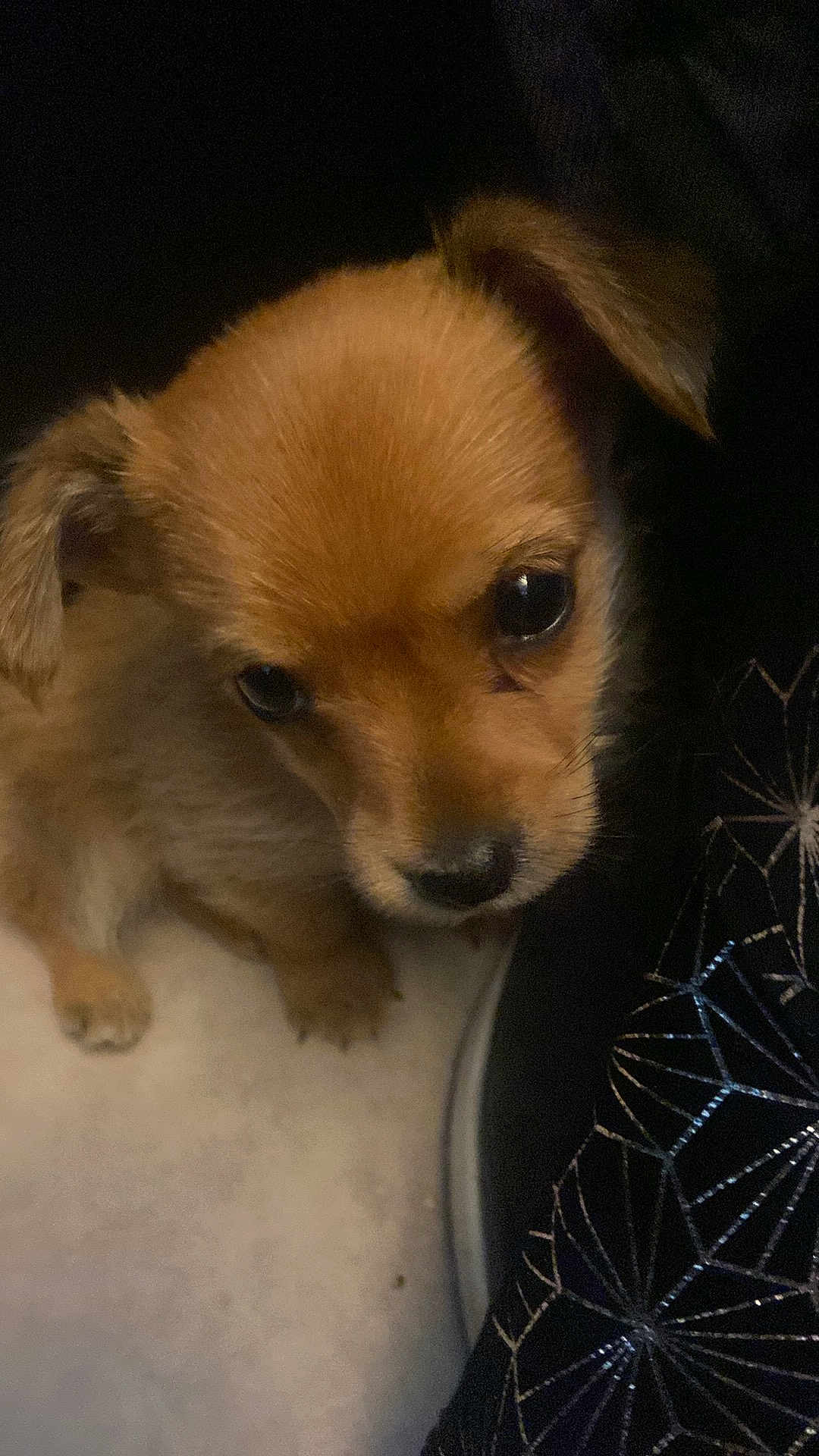 Rudy
