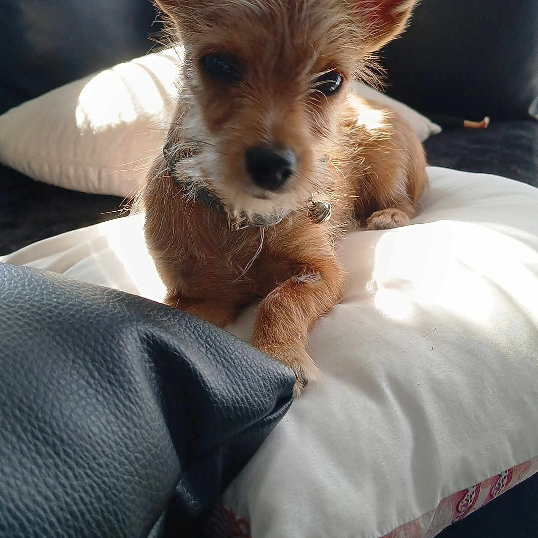 Rudi