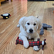 Ciaran is registered to the contest to win money with this photo: puppy, dog, golden_retriever, pet, toy, plush_toy, plaid, hardwood_floor, indoor, kitchen, young, cute, paw, nose, fur, looking_at_camera, playful, domestic, companion, floor