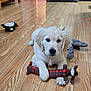 puppy, dog, golden_retriever, pet, toy, plush_toy, plaid, hardwood_floor, indoor, kitchen, young, cute, paw, nose, fur, looking_at_camera, playful, domestic, companion, floor