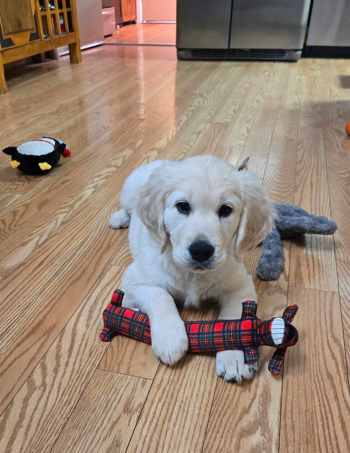 Ciaran is registered to the contest to win money with this photo: puppy, dog, golden_retriever, pet, toy, plush_toy, plaid, hardwood_floor, indoor, kitchen, young, cute, paw, nose, fur, looking_at_camera, playful, domestic, companion, floor