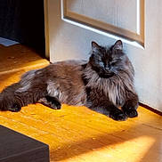 Réa a rejoint le concours — aidez-le/la à gagner de superbes lots ! animal, black_cat, cat, cozy, domestic, door, feline, fluffy, fur, home, indoor, peaceful, pet, quiet, relaxed, resting, shadow, sunbeam, sunlight, wooden_floor