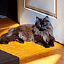 Inu participe au concours pour gagner de l'argent avec cette photo : animal, black_cat, cat, cozy, domestic, door, feline, fluffy, fur, home, indoor, peaceful, pet, quiet, relaxed, resting, shadow, sunbeam, sunlight, wooden_floor