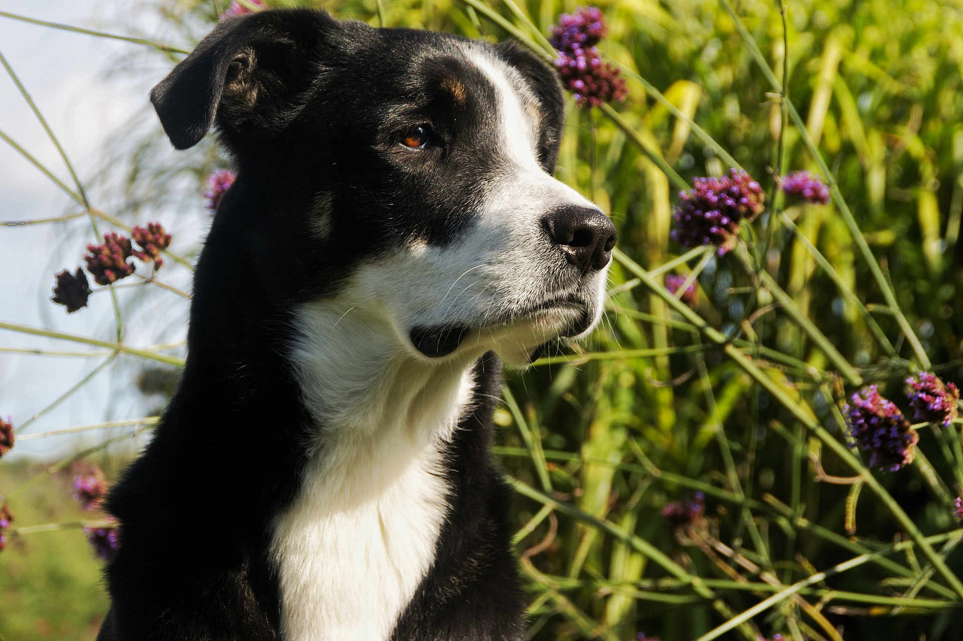 Stan participe au concours pour gagner de l'argent avec cette photo : dog, black_and_white, outdoor, nature, flower, greenery, portrait, animal, canine, sunlight, flora, closeup, muzzle, fur, ears, whiskers, peaceful, background, summer, garden
