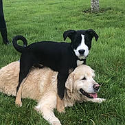 Stan participe au concours pour gagner de l'argent avec cette photo : dog, puppy, golden_retriever, black_and_white_dog, grass, outdoor, tree, yard, house, pets, playful, animal, canine, nature, relaxed, tongue_out, mammal, friendship, companions, cute