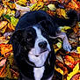 dog, black_and_white, autumn_leaves, fall, outdoor, pet, collar, animal, nature, leaf_litter, cute, canine, fur, lying_down, close_up, seasonal, park, expression, adorable, background