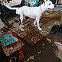dog, white_dog, black_spots, pink_collar, indoor, rug, carpet, clutter, furniture, wheelchair, box, packaging, floor, slippers, foot, household_items, pet, animal, standing, alert