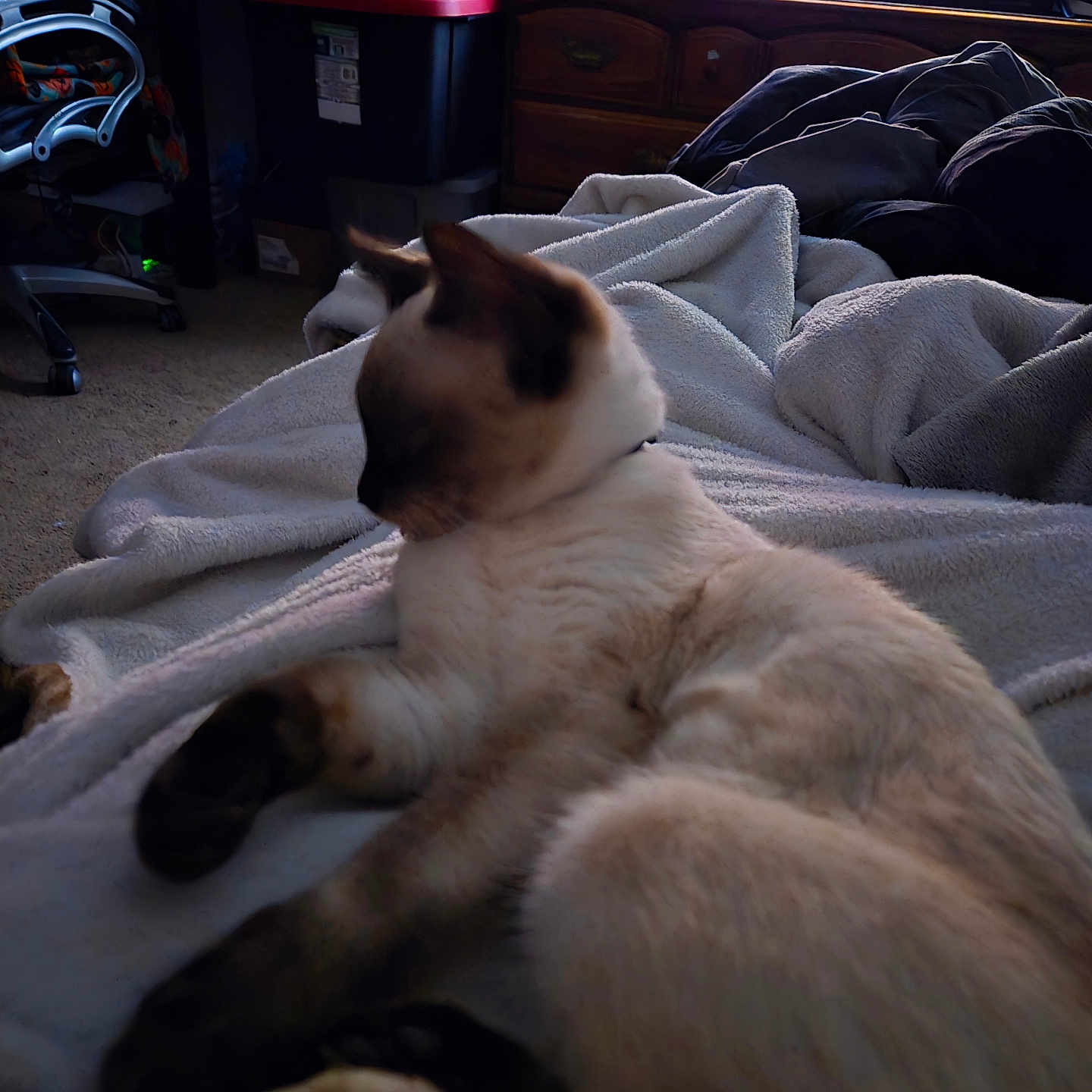 Suki joined the competition — help win amazing prizes! animal, blanket, box, canine, cat, chair, computerhardware, couch, dog, electronics, face, furniture, hardware, head, monitor, person, pet, screen, siamese, tv