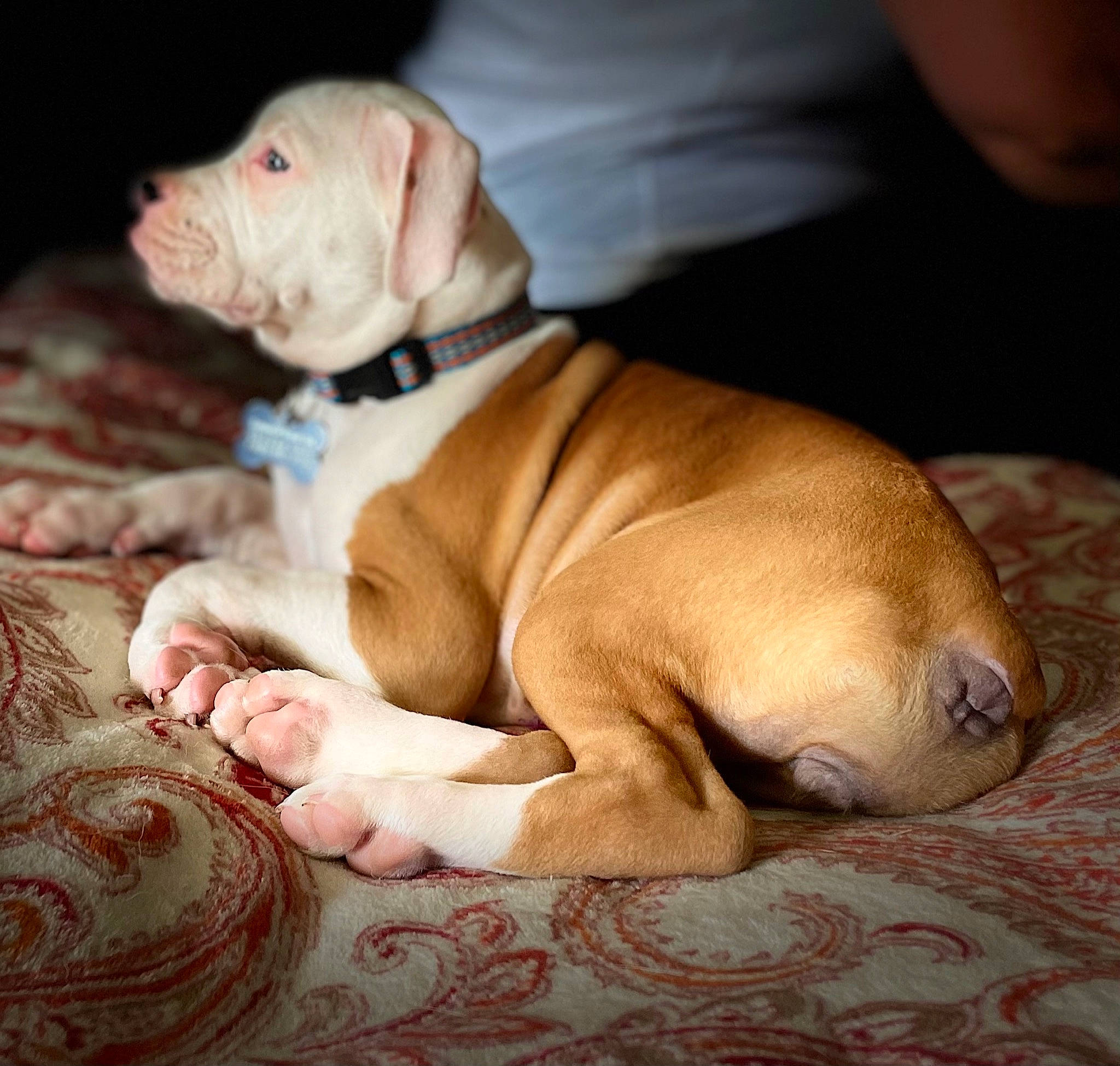 Athena joined the competition — help win amazing prizes! carnivore, collar, comfort, companion_dog, dog, dog_breed, dog_clothes, dog_collar, dog_supply, fawn, guard_dog, liver, pet_supply, snout, sporting_group, terrestrial_animal, toy_dog, whiskers, working_animal, wrinkle