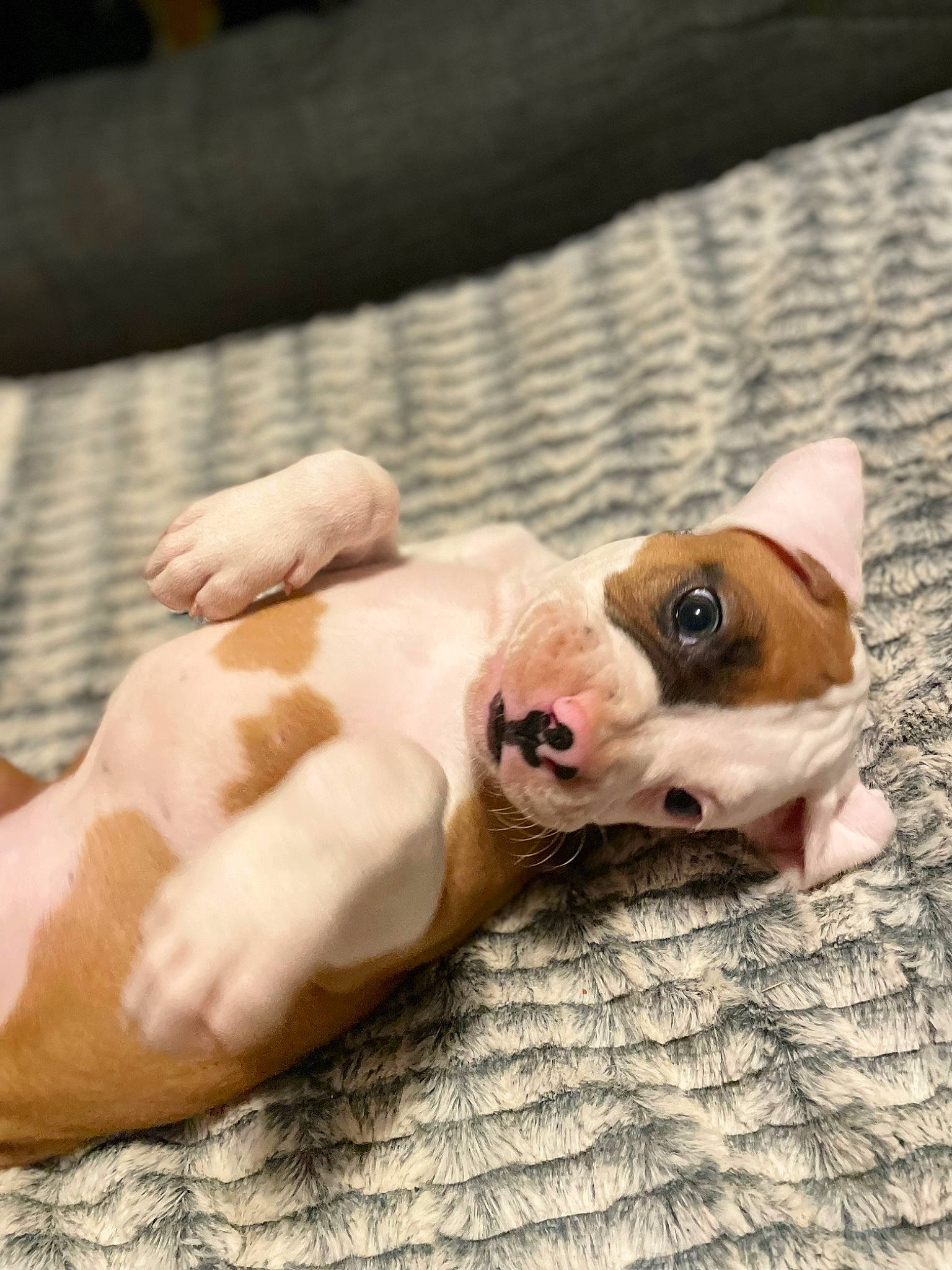 Athena joined the competition — help win amazing prizes! boston_terrier, carnivore, comfort, companion_dog, dog, dog_breed, ear, fawn, fur, nail, paw, snout, sporting_group, sunglasses, tail, toy, toy_dog, whiskers, wood, working_animal