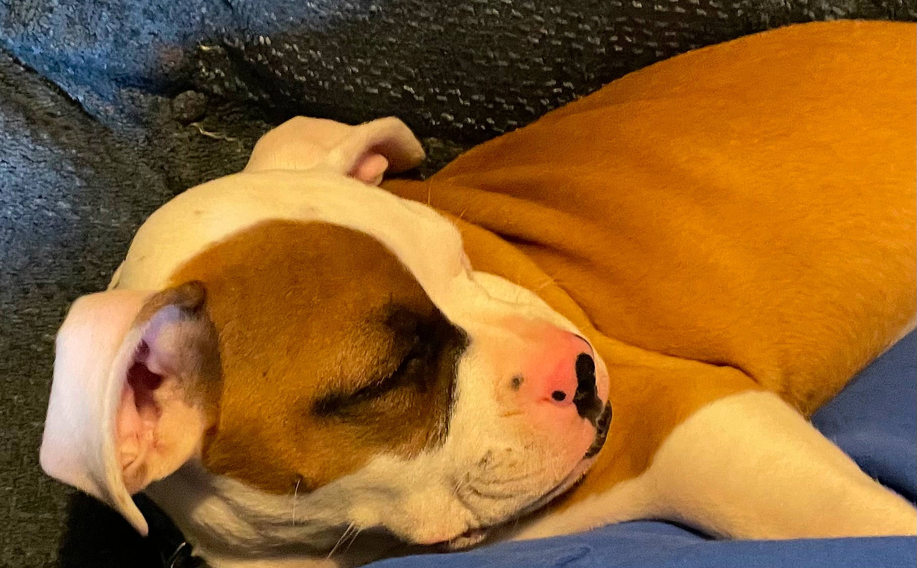 Athena joined the competition — help win amazing prizes! australian_bulldog, ball, bulldog, canidae, carnivore, comfort, companion_dog, dog, dog_breed, ear, fawn, molosser, olde_english_bulldogge, paw, puppy_love, snout, sporting_group, terrier, toy_dog, whiskers