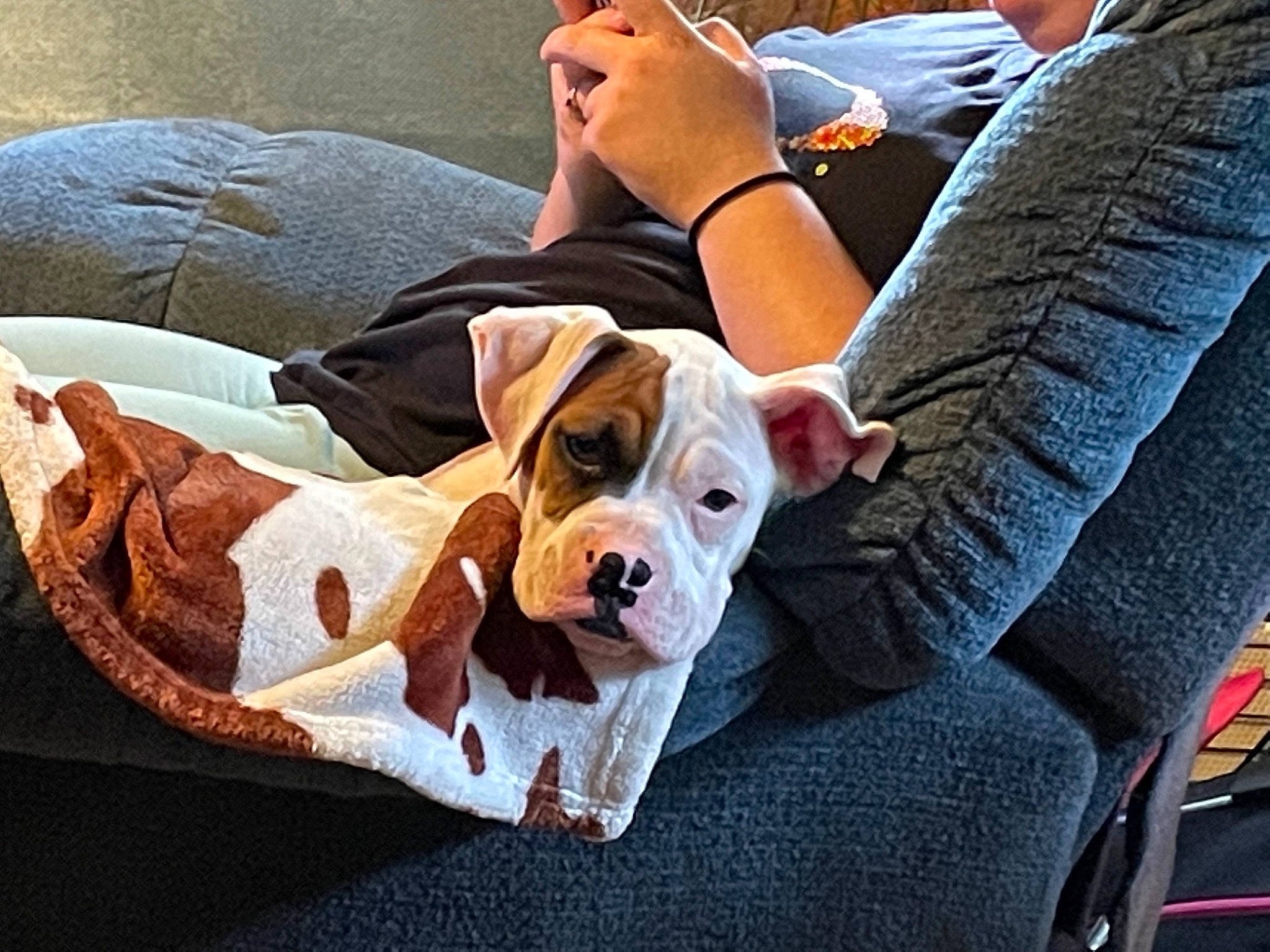 Athena is registered to the contest to win money with this photo: bag, canidae, carnivore, collar, comfort, companion_dog, couch, dog, dog_breed, dog_supply, eyewear, fawn, hound, human_leg, non_sporting_group, scent_hound, sitting, sporting_group, watch, working_animal