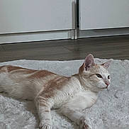 Kyo participe au concours pour gagner de l'argent avec cette photo : cat, indoor, fluffy_rug, cream_colored, white, pet, animal, relaxed, floor, cabinet, wooden_floor, feline, resting, cute, domestic_animal, side_view, whiskers, ears, paws, curious